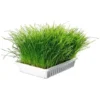 Herbe Cat Cataire Plateau Prugante Herbe -Pas Cher Toutou Mia Magasin 19328870 1
