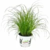 Herbe à Chat - Cyperus Alternifolius - Pour Le Soutien Digestif Des Chats 2 Herbe à Chat - Cyperus Alternifolius - Pour Le Soutien Digestif Des Chats -Pas Cher Toutou Mia Magasin 28413243 1