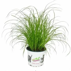 Herbe à Chat - Cyperus Alternifolius - Pour Le Soutien Digestif Des Chats