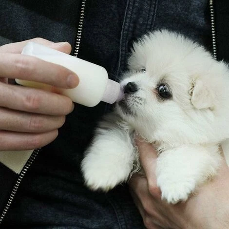 Biberon Chaton Chiot,Bouteille Allaitement Pour Chiot Tétines Brosse à Nettoyer Lactation Soins Pour Chat Et Chien Animal Nouveau Né De Compagnie-60ml 6 Biberon Chaton Chiot,Bouteille Allaitement Pour Chiot Tétines Brosse à Nettoyer Lactation Soins Pour Chat Et Chien Animal Nouveau Né De Compagnie-60ml – Image 4