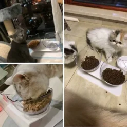 Vente Flash Double Gamelle Pour Chat Avec Support Surélevé, Gamelle Pour Chat Domestique, Mangeoire à 15 °, Inclinée Et Antidérapante, Protège Les Vertèbres Cervicales, Bol Amovible Pour Animaux De -Pas Cher Toutou Mia Magasin 59250418 4