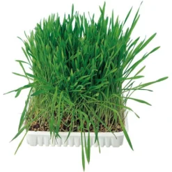 Herbe à Chat, Barquette De 100g - Animallparadise 7 Herbe à Chat, Barquette De 100g - Animallparadise -Pas Cher Toutou Mia Magasin 59432148 3