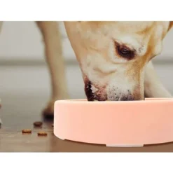 Gamelle Anti Glouton Chien Chat, Gamelle D'alimentation Lente Pour Chiens, Gamelle Alimentation Antiderapante, Favorise Digestion Lente, Pour Petit Moyen Gros Animal Domestique -Pas Cher Toutou Mia Magasin 59658130 5