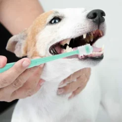 Brosse à Dents Pour Chien à 360 Degrés, 2 Jeux De Brosses à Dents Pour Chat Avec Manche En Silicone, Avec Boîte De Rangement, Chiot -Pas Cher Toutou Mia Magasin 73758434 4