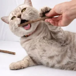 Déstockage Lot De 5 Baton De Matatabi Pour Chat,Herbe à Chat Séchée Herbe A Chat Naturel Bâton De Matabi Macher Jouet Chats -Pas Cher Toutou Mia Magasin 75691143 4