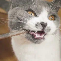 Déstockage 30 Bâtons D'herbe à Chat Naturel Matatabi Pour Friandises Dentaires -Pas Cher Toutou Mia Magasin 75691174 5