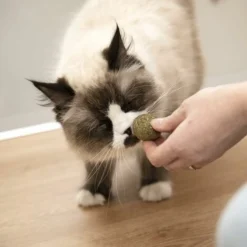 3 Balles D'herbe à Chat KaraLuna I Jouets Fabriqués à Partir D'herbe à Chat 100% Séchée Et Pressée Naturellement I Balles De Jouet Pour Chat -Pas Cher Toutou Mia Magasin 94898595 5