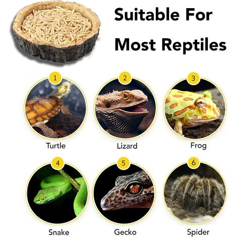 Lot De 2 Bols De Nourriture Pour Reptiles - Bols D'Eau Et De Nourriture Pour Reptiles, Bol De Nourriture De Nouveauté Pour Lézards, Jeunes Dragons Barbus, Petits Serpents Et Plus - Fabriqué À Partir D 6 Lot De 2 Bols De Nourriture Pour Reptiles - Bols D'Eau Et De Nourriture Pour Reptiles, Bol De Nourriture De Nouveauté Pour Lézards, Jeunes Dragons Barbus, Petits Serpents Et Plus - Fabriqué À Partir D – Image 4