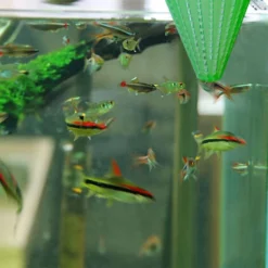 4 Pièces Aquarium Vivant Rouge Ver Cône Mangeoire En Plastique Congelé Saumure Crevettes Poisson Alimentation Tasse Pour Aquarium Avec Ventouses -Pas Cher Toutou Mia Magasin 97549574 3