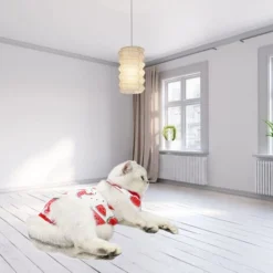 Combinaison De Récupération Chirurgicale Pour Chat, Chaton Respirant Après La Chirurgie, Porte Une Chemise Pour Animaux De Compagnie Pour Les Plaies Abdominales, Les Maladies De La Peau, Les Bandages 10 Combinaison De Récupération Chirurgicale Pour Chat, Chaton Respirant Après La Chirurgie, Porte Une Chemise Pour Animaux De Compagnie Pour Les Plaies Abdominales, Les Maladies De La Peau, Les Bandages -Pas Cher Toutou Mia Magasin 97554822 4